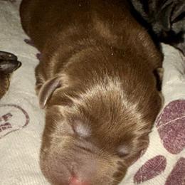 Chocolate Male 2nd pick - Chocolate male Labrador Retriever puppy in Portland, Tennessee from Whiskey Ridge Retrievers