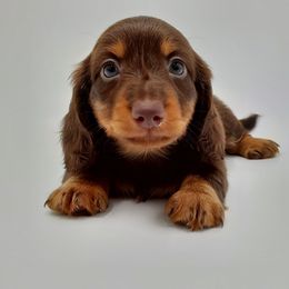 Dachshund Puppies from AKDachshunds