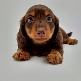 Dachshund Puppies from AKDachshunds