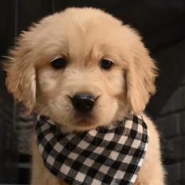 Golden Retriever Puppies from Knight's Golden Acres