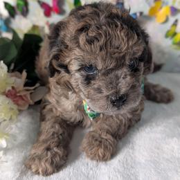Lime Boy - Merle male Shihpoo puppy in Rockledge, Florida from Stormie's Doodles