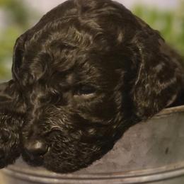 Boy 2 - Goldendoodle puppy in Noxapater, Mississippi from Southern Grace Goldendoodles