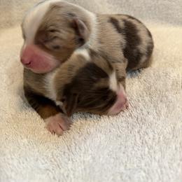 Miniature Australian Shepherd Puppies from Aussie Gems