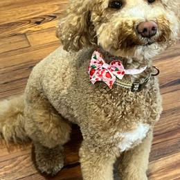 Buttercup - Goldendoodle