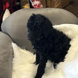 Purple - Black female Poodle puppy in Hamilton, Ohio from Grandview Farm