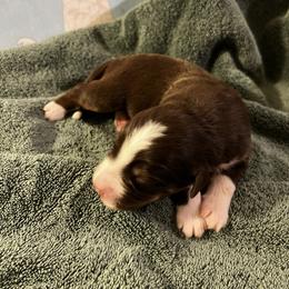 Pumpernickel - Red tri-color male Australian Shepherd puppy in Bennett, Colorado from Alolan Angel Aussies