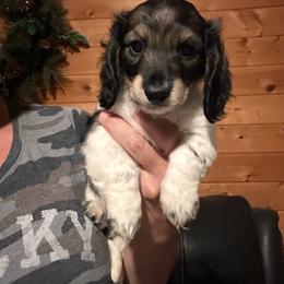 Boy 2 - Piebald male Dachshund puppy in Cheyenne, Wyoming from Great Basin Hounds