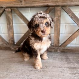 Charles - Brown merle male Aussiedoodle puppy in Allen, Texas from Calena’s Doodles