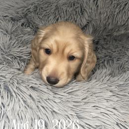 Sugar - Cream female Dachshund puppy in Paris, Texas from Rolling9dachshunds