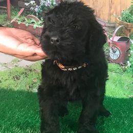 Boy 4 - Black Russian Terrier puppy from Lionheart BRT