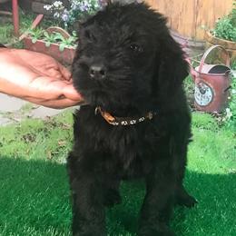 Boy 4 - Black Russian Terrier puppy from Lionheart BRT