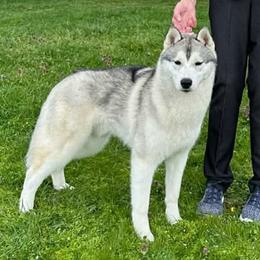 Siberian Husky puppies from Canace Siberians
