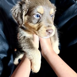 Aussiedoodle Puppies from Navarro Royal Pups
