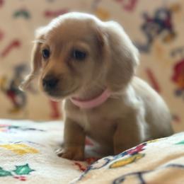 Dachshund Puppies from Winnie’s Doxies