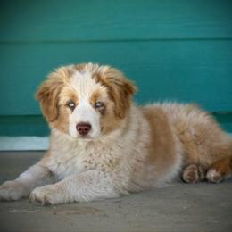Sixes - Red merle male Miniature Australian Shepherd puppy in North Lakeport, California from Wild Rose Ranch