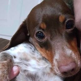 Holly - Dachshund
