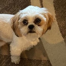 Shih Tzus from Michael Detrinidad's Shih Tzu