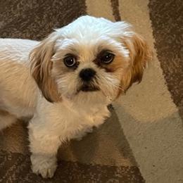 Shih Tzus from Michael Detrinidad's Shih Tzu