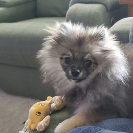 Pomeranian Puppies from Heartlove Poms