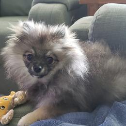 Pomeranian Puppies from Heartlove Poms