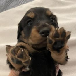 Dachshunds from Still Pond Stables