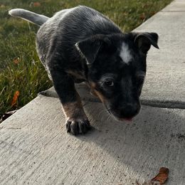 Australian Cattle Dog Puppies from Christensen Heelers