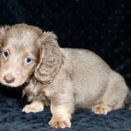 Reecie - Fawn (isabella) and cream female Dachshund puppy in Powderly, Texas from Kuttin’ Up Mini Aussies