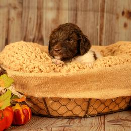 Rumble - female Newfypoo puppy in Lancaster, New York from Newfiedoodles of WNY