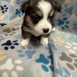 Pembroke Welsh Corgi Puppies from LTT Corgis