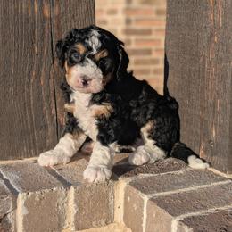 Purple girl - Tri-color female Bernedoodle puppy in Weatherford, Texas from Donnasdoodlebugs