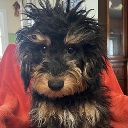 Toby - Phantom male Goldendoodle puppy in Lowville, New York from Adirondack Labradoodles