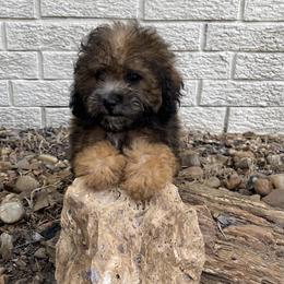 Fairway - Red male Shihpoo puppy in El Campo, Texas from Billy's Puppies
