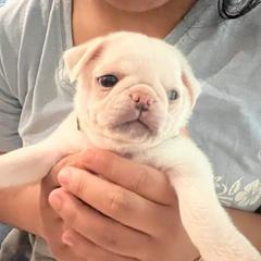Daisy - Cream female Pug puppy in Black Mtn, North Carolina from Southern Pugs