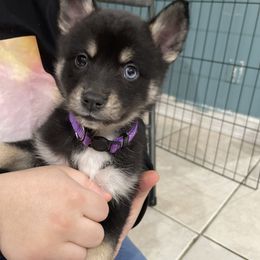 Pomsky Puppies from Urban Sky Kennel