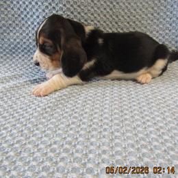 Girl 1 - female Basset Hound puppy in Francesville, Indiana from Sandyhill Basset Hounds