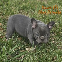 Dawn - Blue female French Bulldog puppy in East Berlin, Pennsylvania from Stoney Point Frenchies