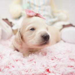 Paddy - Cream female Dachshund puppy in Big Rapids, Michigan from 30 Acre Woods Dachshunds