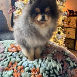 Pedro - Black and tan male Pomeranian puppy in Grayslake, Illinois from Touch Of Clouds Poms