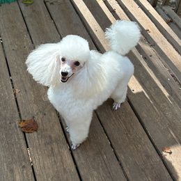 Ragnar - Poodle