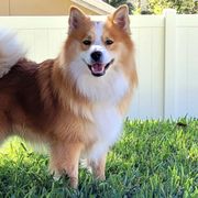 Icelandic Sheepdogs from Seabreeze Icelandics