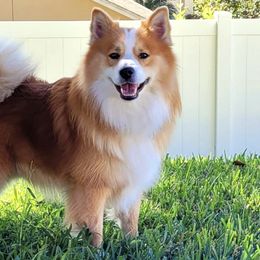 Icelandic Sheepdogs from Seabreeze Icelandics