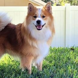 Icelandic Sheepdogs from Seabreeze Icelandics