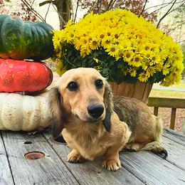 Gypsy - Dachshund