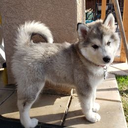 "Mommy" Siberian Husky Puppies from JK Huskies