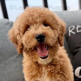 Miniature-green collar - Red  male Goldendoodle puppy in Tennessee from Lee Family Puppies