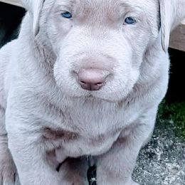 Dilute Retrievers from Chehalem Valley Labradors