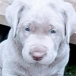 Dilute Retrievers from Chehalem Valley Labradors