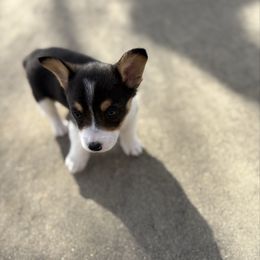 Bo - Black and tan male American Corgi puppy in Dobson, North Carolina from Clover S Farm