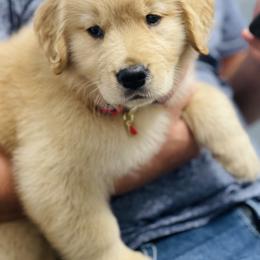 Golden Retriever Puppies from All shades Golden