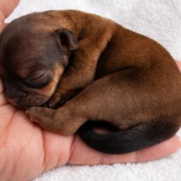 Treasure - Red female Shih Tzu puppy in Tallahassee, Florida from Bows and Bow Ties